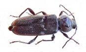 800px-hylotrupes-bajulus01